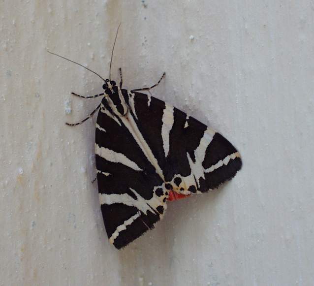 Paros Fauna Schmetterlinge Falter